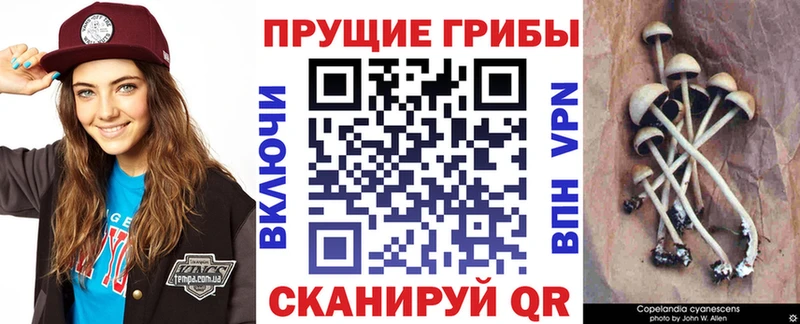 Галлюциногенные грибы Psilocybe  Волосово 